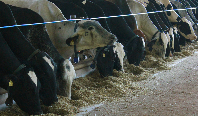 Produção de gado de leite estruturas e alimentação são fundamentais